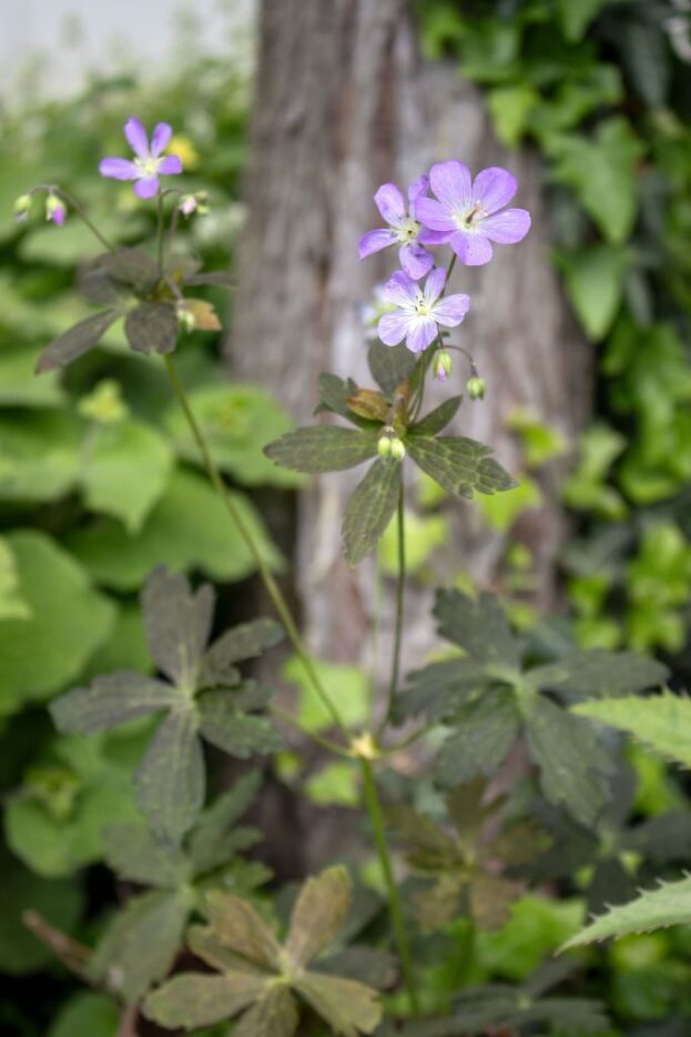 Geranium maculatum 'Espresso', Gefleckter Storchschnabel