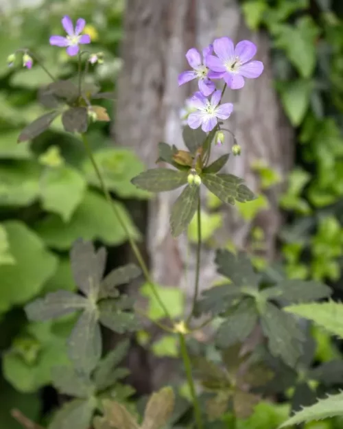 Geranium maculatum 'Espresso', Gefleckter Storchschnabel