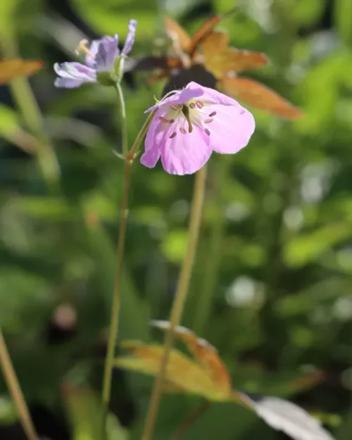 Geranium maculatum 'Espresso', Gefleckter Storchschnabel