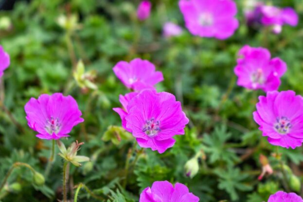 Geranium sanguineum 'Max Frei', Blutroter Storchschnabel