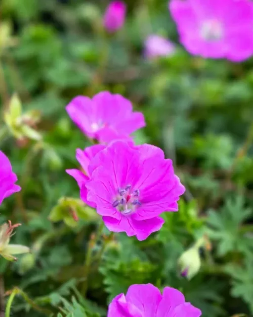 Geranium sanguineum 'Max Frei', Blutroter Storchschnabel