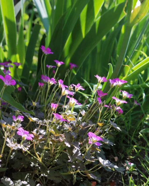 Geranium 'Orkney Cherry', Storchschnabel 'Orkney Cherry'