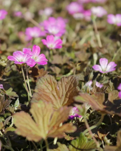Geranium 'Orkney Cherry'