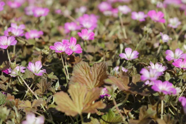 Geranium 'Orkney Cherry'