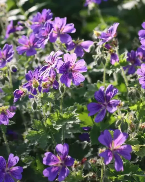 Geranium 'Rosemoor', Storchschnabel