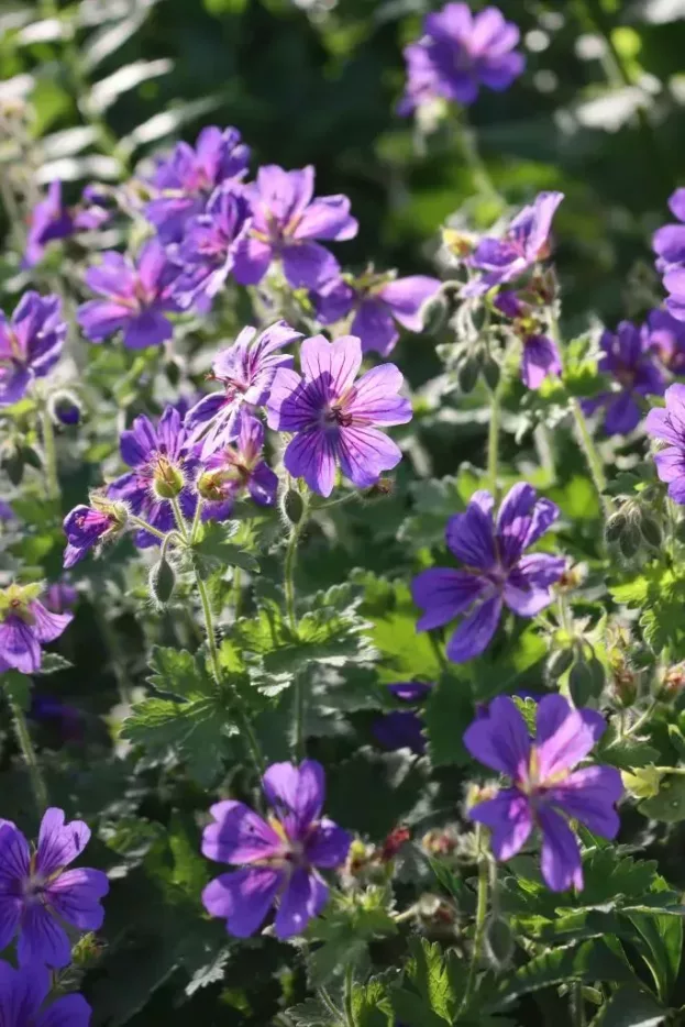 Geranium 'Rosemoor', Storchschnabel