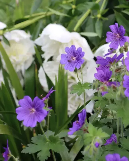 Geranium 'Rosemoor', Storchschnabel
