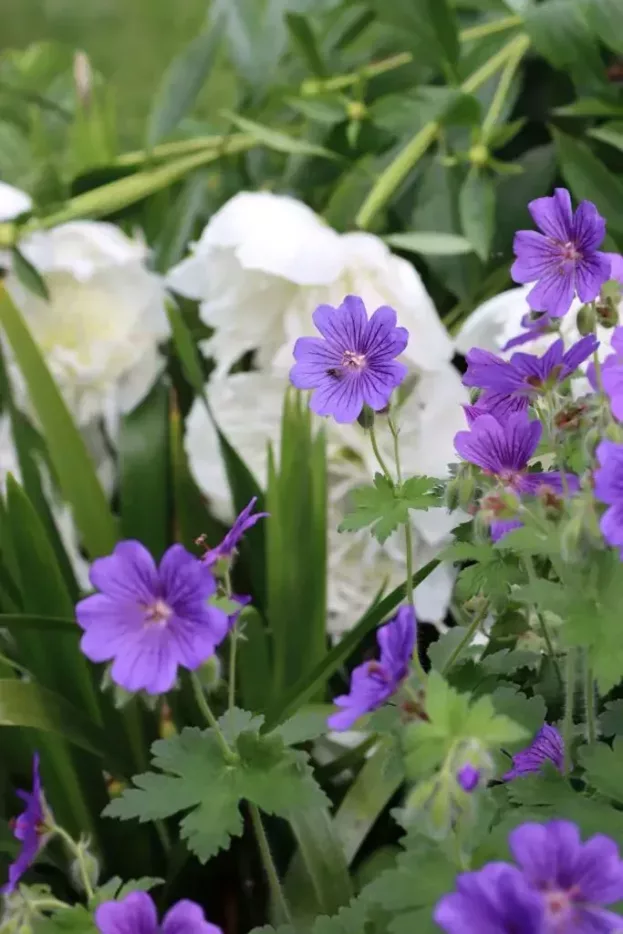 Geranium 'Rosemoor', Storchschnabel