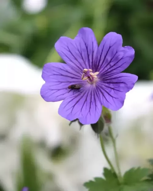 Geranium 'Rosemoor', Storchschnabel