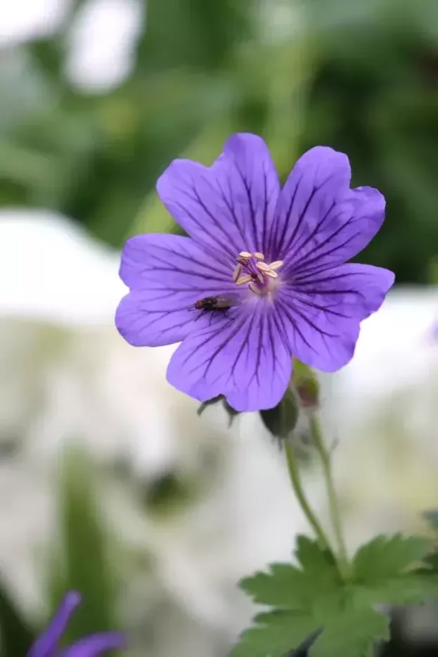 Geranium 'Rosemoor', Storchschnabel