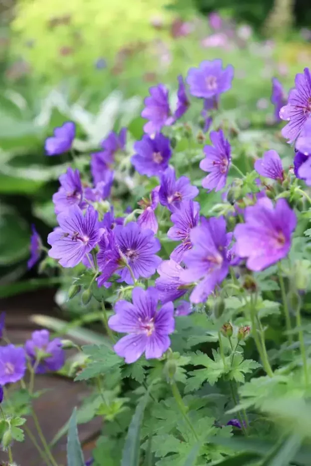 Geranium 'Rosemoor', Storchschnabel