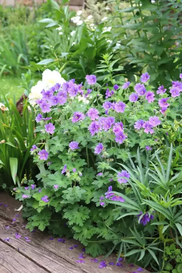 Geranium 'Rosemoor', Storchschnabel