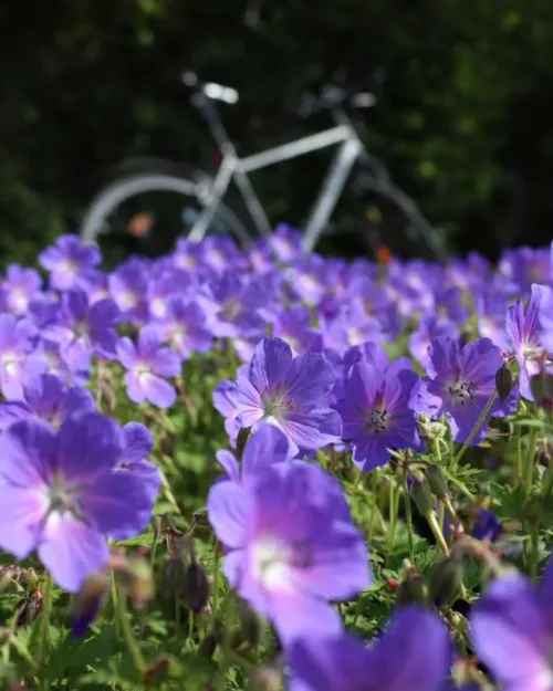 Geranium 'Rozanne', Storchschnabel