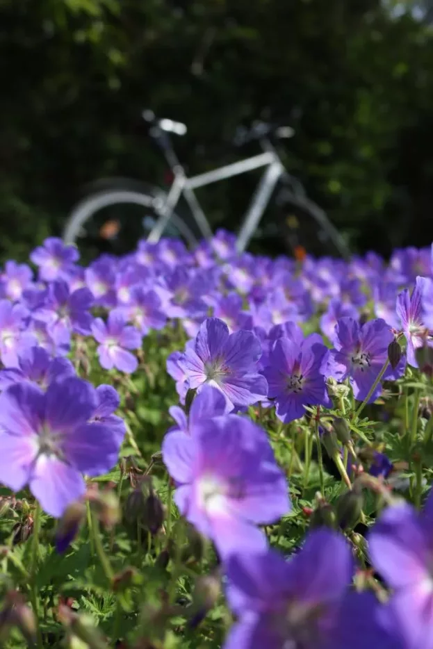 Geranium 'Rozanne', Storchschnabel