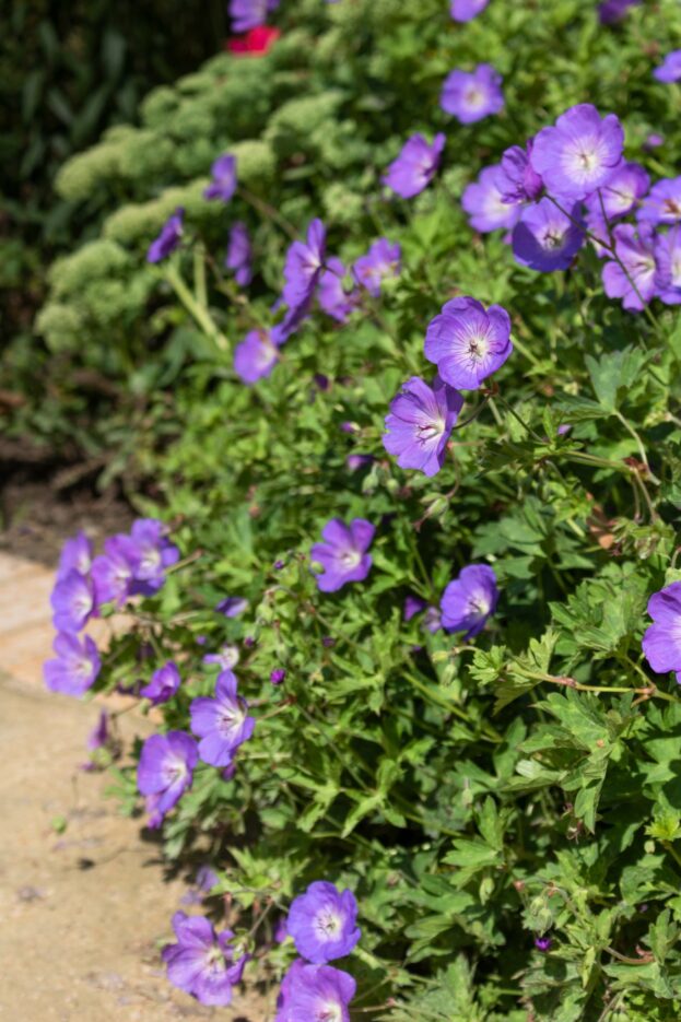 Geranium 'Rozanne', Storchschnabel