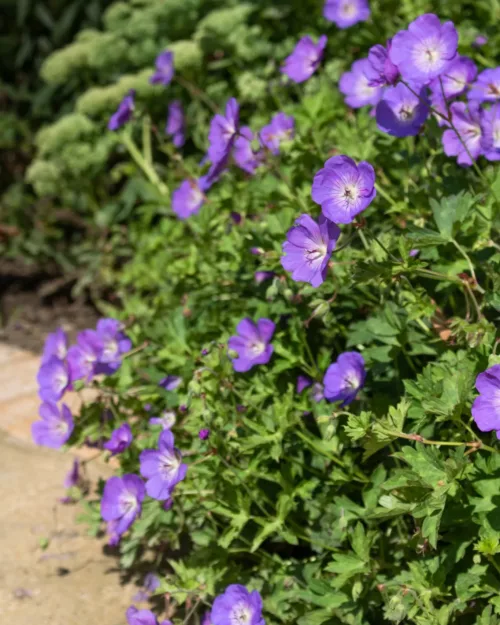 Geranium 'Rozanne', Storchschnabel