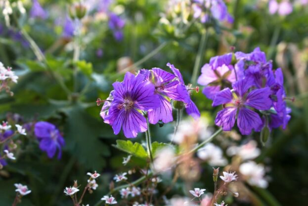 Geranium 'Sabani Blue', Iberischer Storchschnabel