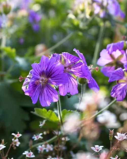 Geranium 'Sabani Blue', Iberischer Storchschnabel