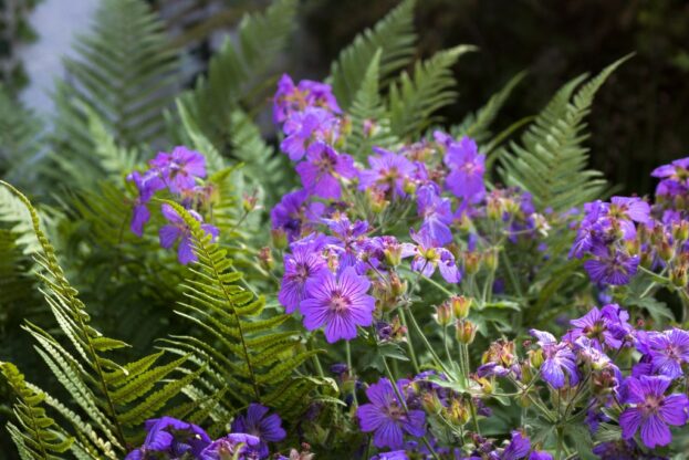 Geranium 'Sabani Blue', Iberischer Storchschnabel