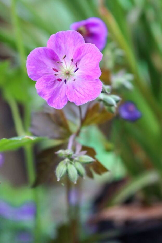 Geranium maculatum 'Schokoprinz', Gefleckter Storchschnabel