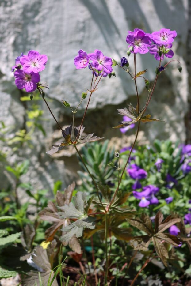 Geranium maculatum 'Schokoprinz', Gefleckter Storchschnabel