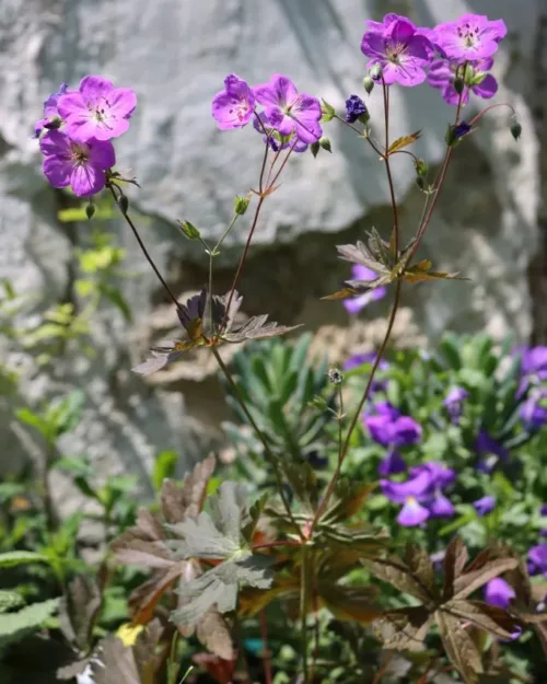 Geranium maculatum 'Schokoprinz', Gefleckter Storchschnabel