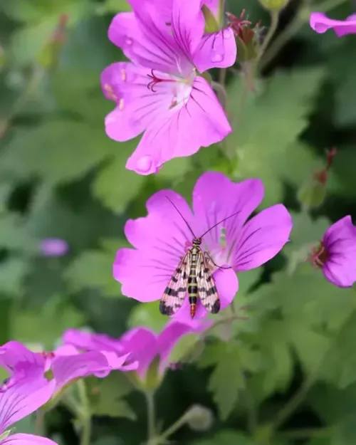 Geranium 'Sirak' - Garten-Storchenschnabel