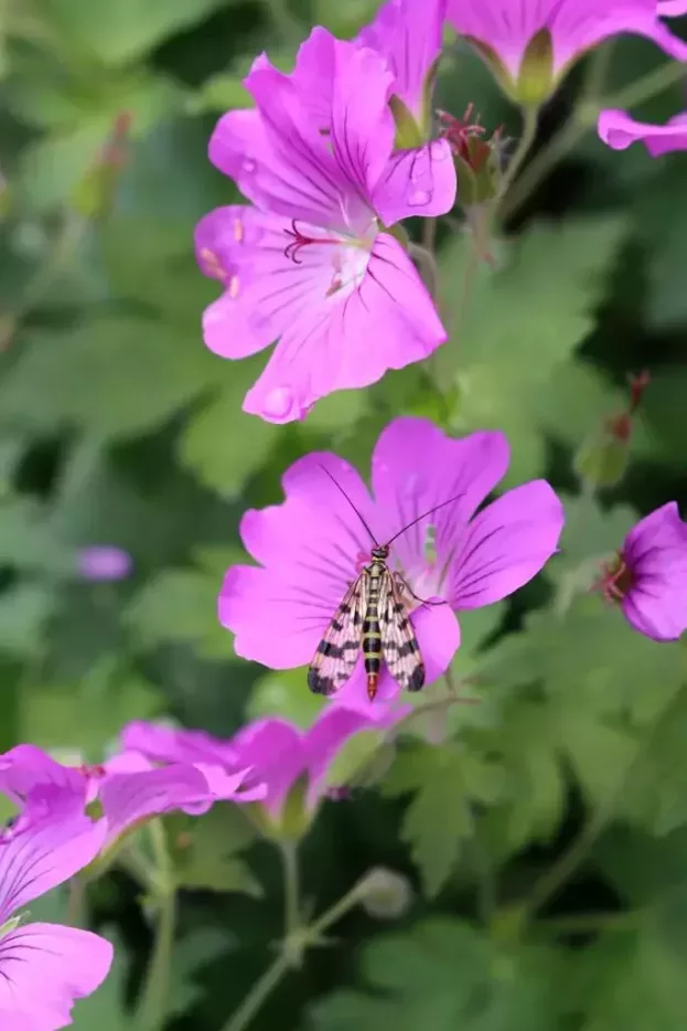 Geranium 'Sirak' - Garten-Storchenschnabel