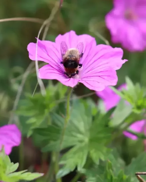 Geranium 'Sirak' - Garten-Storchenschnabel