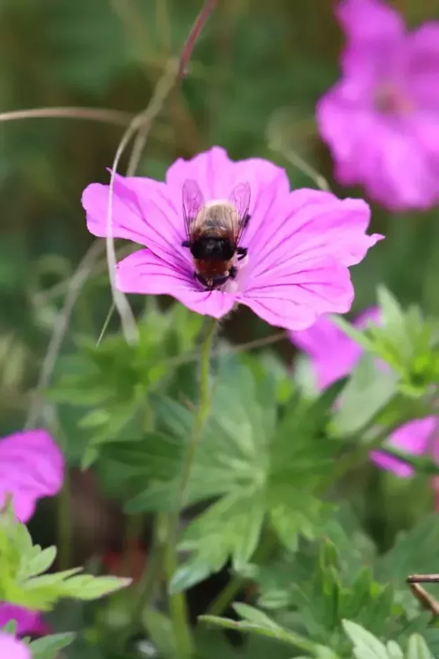 Geranium 'Sirak' - Garten-Storchenschnabel