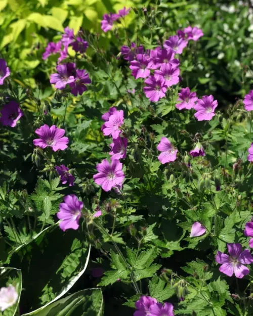Geranium 'Sirak' - Garten-Storchenschnabel