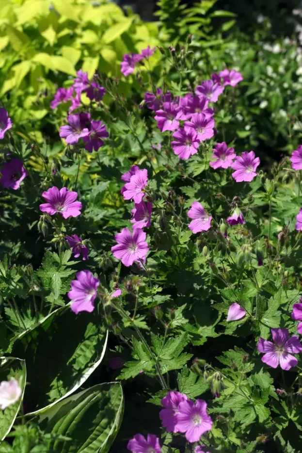Geranium 'Sirak' - Garten-Storchenschnabel
