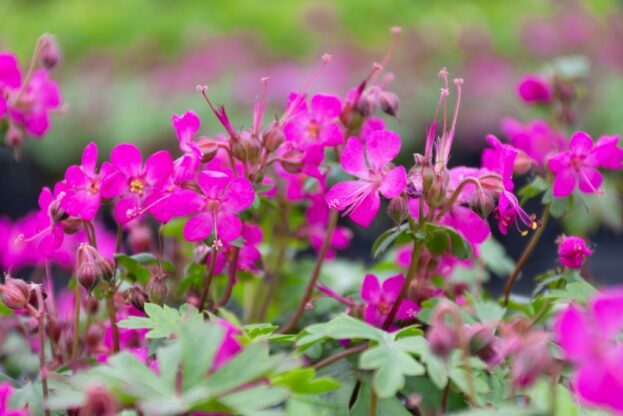 Geranium cantabrigiense 'Karmina', Storchschnabel