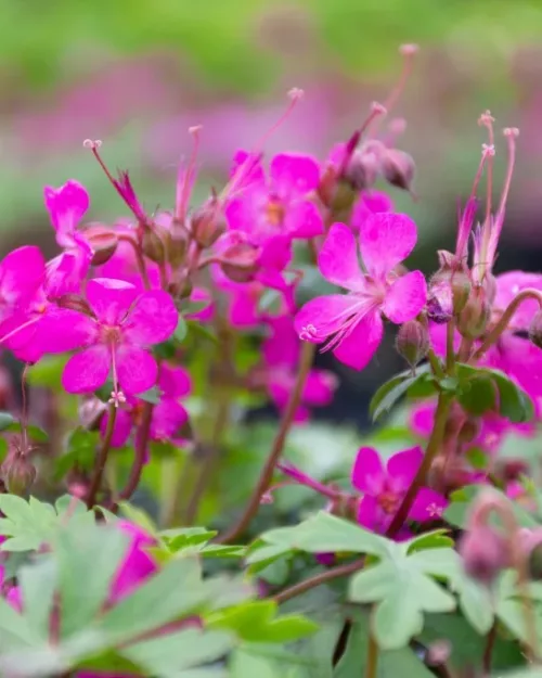 Geranium cantabrigiense 'Karmina', Storchschnabel