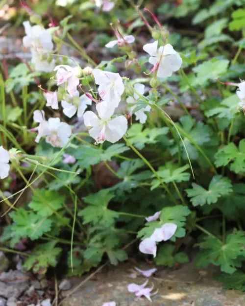 Geranium cantabrigiense 'Saint Ola'