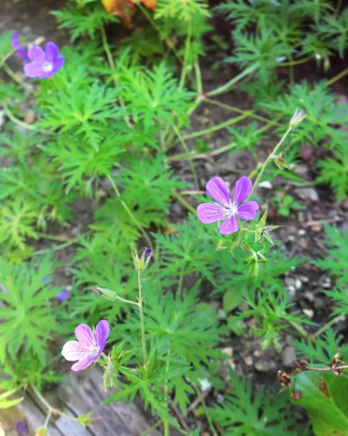 Geranium collinum 'Nimbus' - Storchschnabel