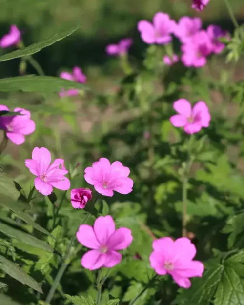 Geranium endressii, Pyrenäen-Storchschnabel