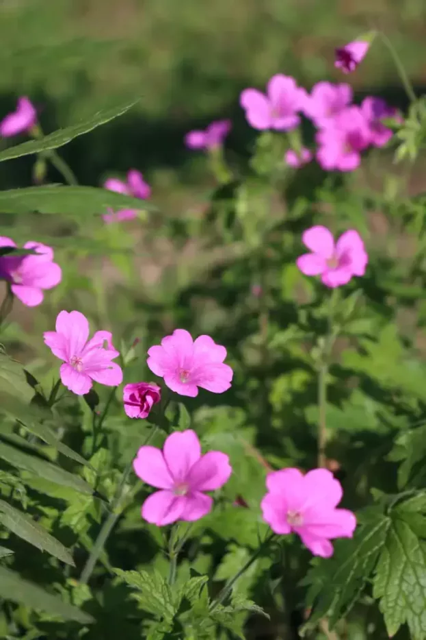 Geranium endressii, Pyrenäen-Storchschnabel