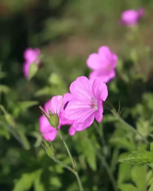 Geranium endressii, Pyrenäen-Storchschnabel