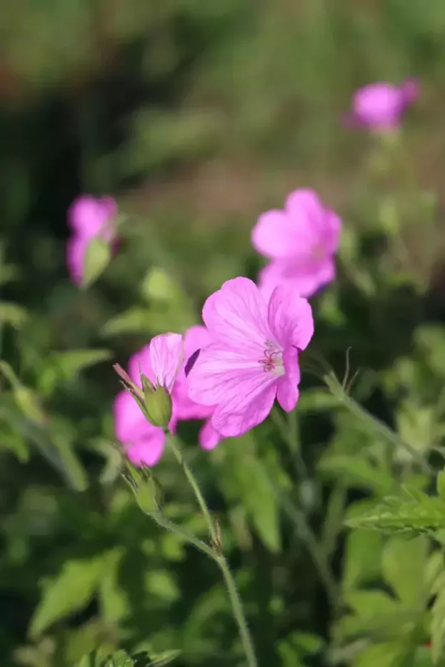 Geranium endressii, Pyrenäen-Storchschnabel