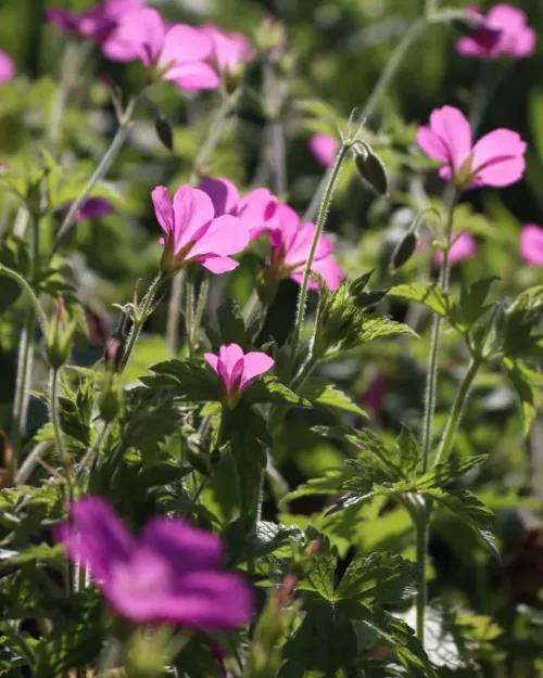 Geranium endressii - Pyrenäen-Storchschnabel