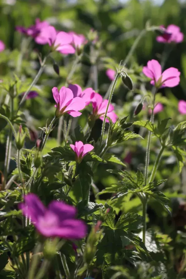 Geranium endressii - Pyrenäen-Storchschnabel