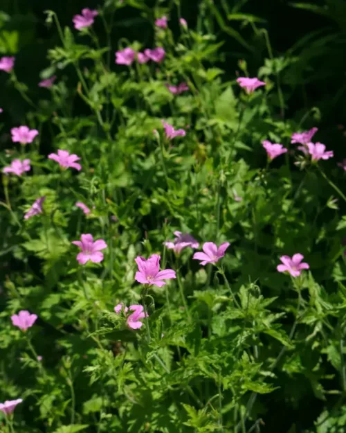 Geranium endressii - Pyrenäen-Storchschnabel