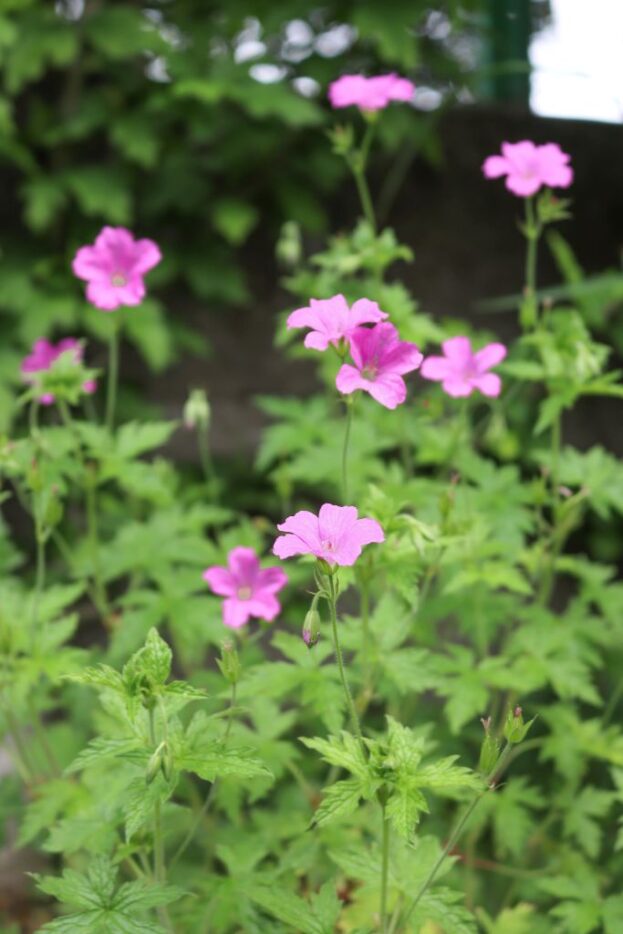 Geranium endressii - Pyrenäen-Storchschnabel