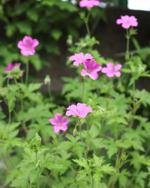 Geranium endressii - Pyrenäen-Storchschnabel