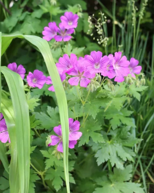 Geranium 'Sirak' - Garten-Storchenschnabel