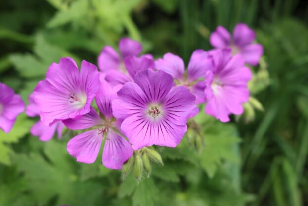 Geranium 'Sirak' - Garten-Storchenschnabel