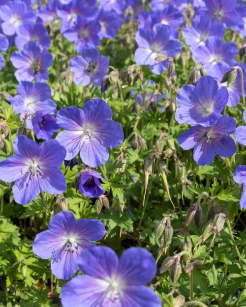 Geranium himalayense 'Gravetye', Himalaya-Storchschnabel