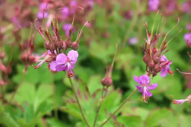 Geranium macrorrhizum 'Ingwersen', Balkan-Storchschnabel