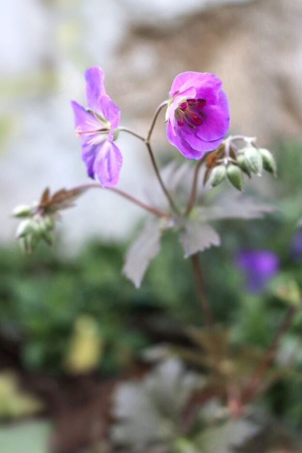 Geranium maculatum 'Schokoprinz', Gefleckter Storchschnabel